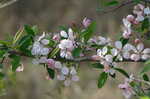 Southern crabapple